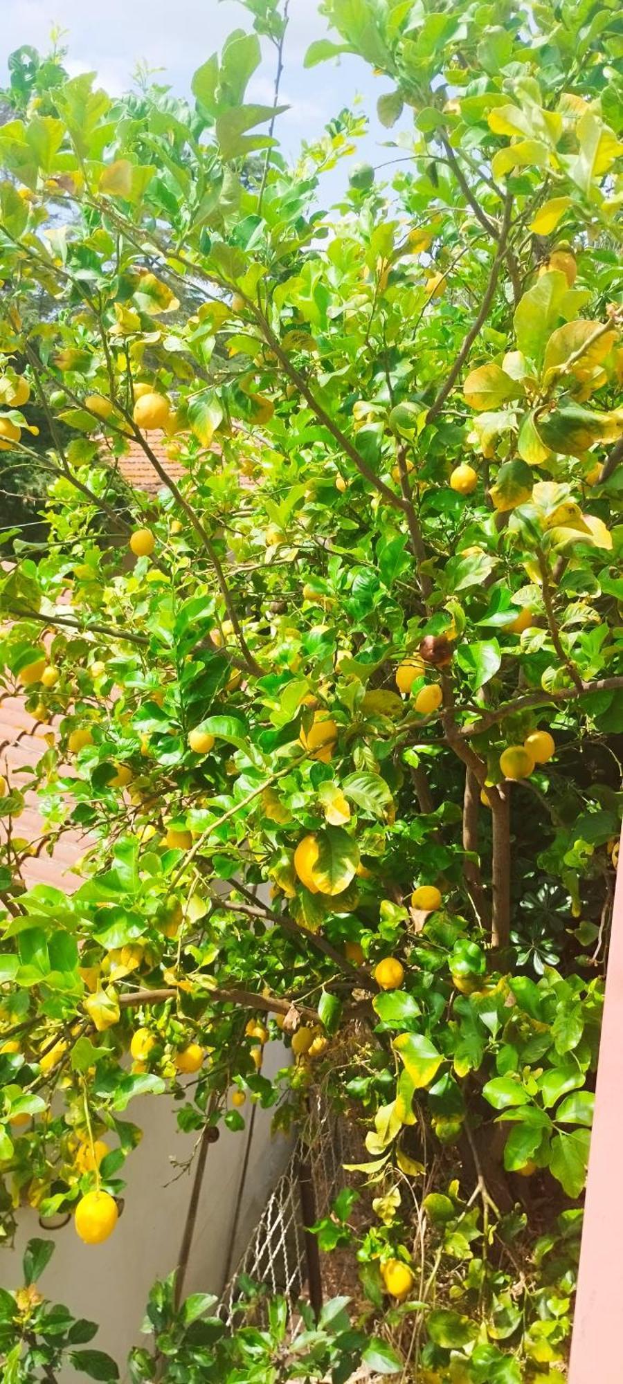 B&B Terramare 蒙蒂亚诺 外观 照片