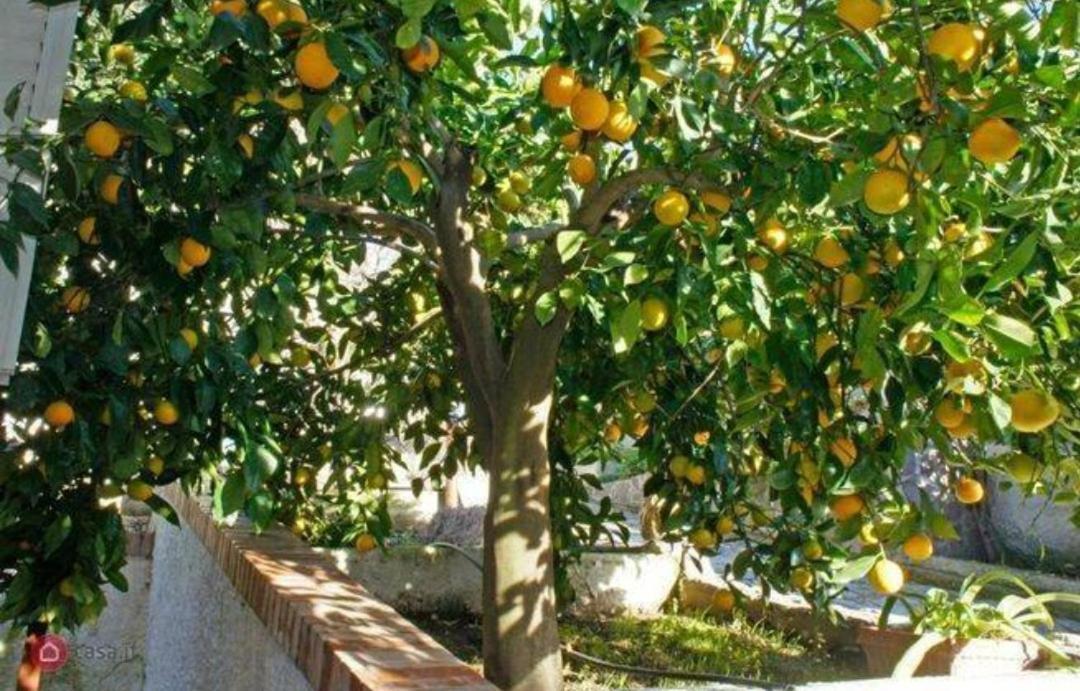 B&B Terramare 蒙蒂亚诺 外观 照片